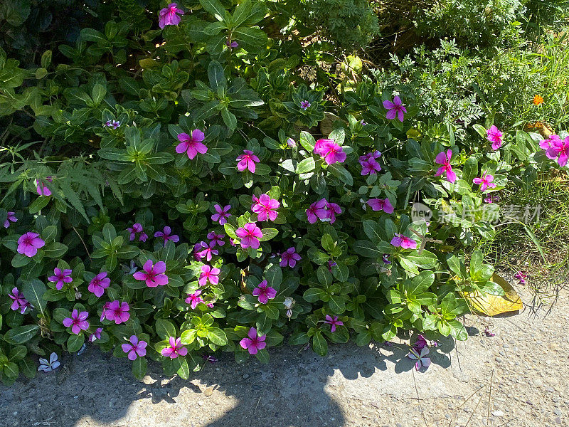 粉红色开花的Sadabahar /马达加斯加长春花植物(Catharanthus roseus)生长在花园植物边界的混凝土花园路径显示，绿叶背景，重点在前景，高架视图